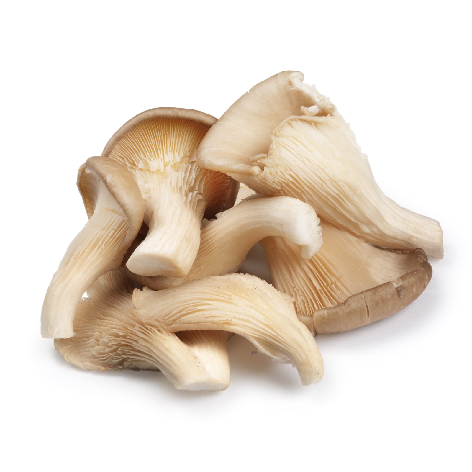 OrganicOysterMushrooms ***FRESH Organic Oyster Mushrooms - Image 1