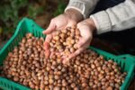 Raw Organic Hazelnuts - Image 4
