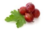 Fresh Frozen Organic Red Gooseberries - Image 3