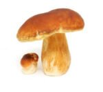 Fresh Frozen Porcini Mushrooms - Image 3